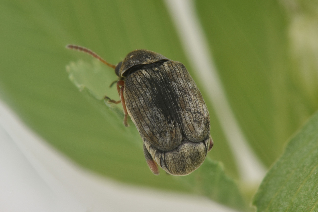 Chrysomelidae Bruchinae: Bruchus sp.? No, maschio di Bruchidius lividimanus